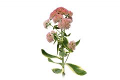 Sedum Elsie's Gold-101