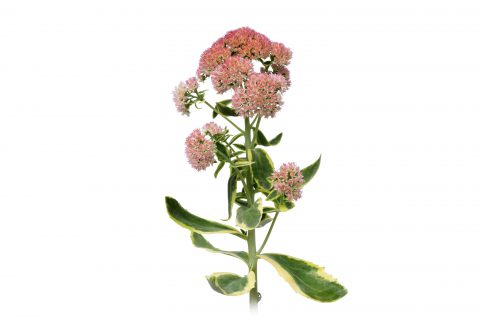 Sedum Elsie's Gold-101