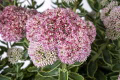 Sedum Elsie's Gold_Z6S4368