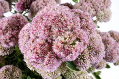 Sedum Elsie's Gold_Z6S4373