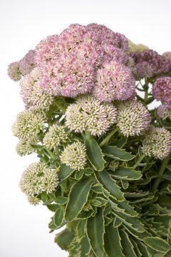 Sedum Elsie's Gold_Z6S4376