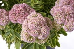 Sedum Elsie's Gold_Z6S4380