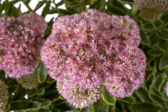 Sedum Elsie's Gold_Z6S4381