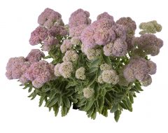 Sedum Elsie's Gold_Z6S4383