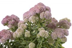 Sedum Elsie's Gold_Z6S4385