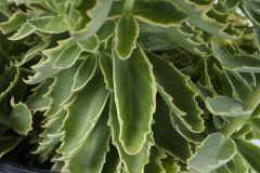 Sedum Elsie's Gold_Z6S4388