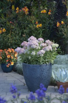 Sedum Elsie's Gold_Z6S4605