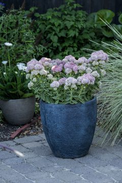 Sedum Elsie's Gold_Z6S4609