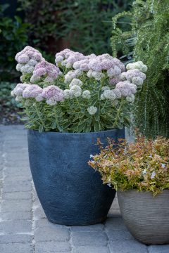 Sedum Elsie's Gold_Z6S4612