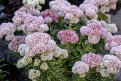 Sedum Elsie's Gold_Z6S4665