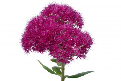Sedum Pizzazz-001