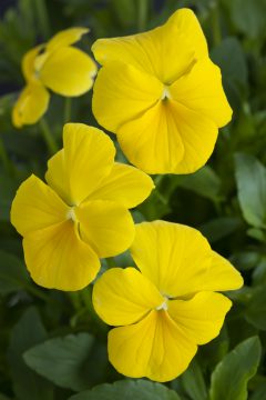 Viola Magnifiscent Sunny Jim-001