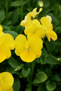 Viola Magnifiscent Sunny Jim-006