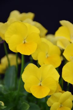 Viola Magnifiscent Sunny Jim-007