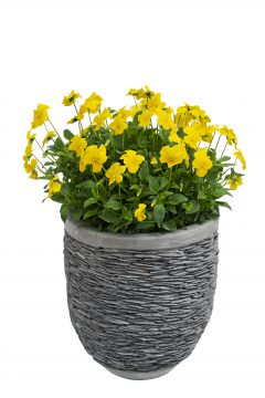 Viola Magnifiscent Sunny Jim-101