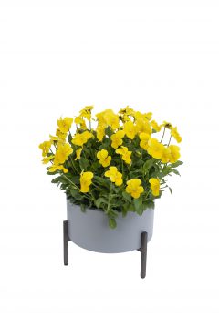Viola Magnifiscent Sunny Jim-102