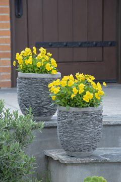 Viola Magnifiscent Sunny Jim-401