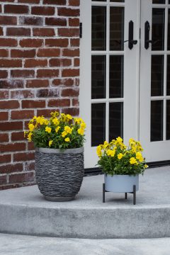 Viola Magnifiscent Sunny Jim-404