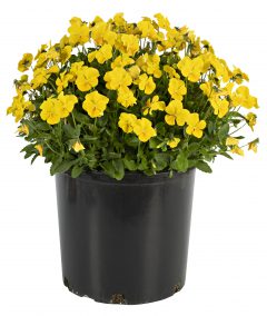 Viola Magnifiscent Sunny Jim_Z6S3660