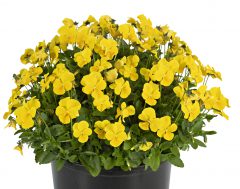 Viola Magnifiscent Sunny Jim_Z6S3663