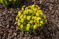 Viola Magnifiscent Sunny Jim_Z6S3860