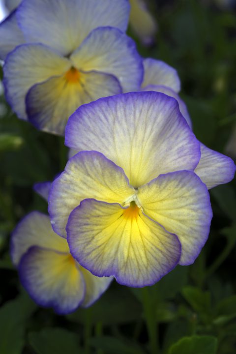 Viola Magnifiscent Sweetheart-001