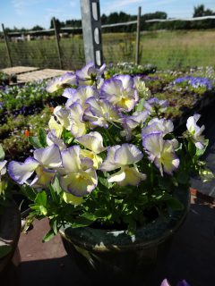 Viola Magnifiscent Sweetheart-003