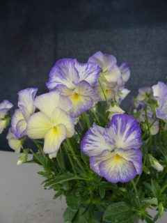 Viola Magnifiscent Sweetheart-006
