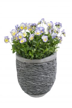 Viola Magnifiscent Sweetheart-101