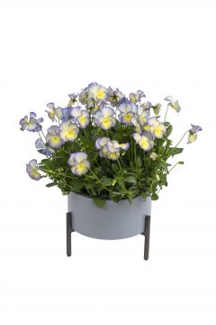 Viola Magnifiscent Sweetheart-102