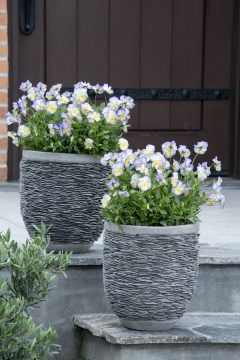 Viola Magnifiscent Sweetheart-401