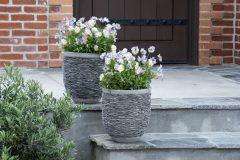 Viola Magnifiscent Sweetheart-402