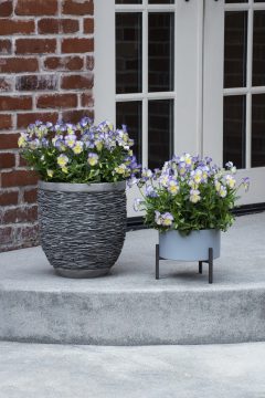 Viola Magnifiscent Sweetheart-404