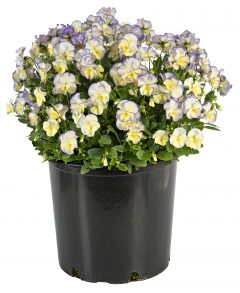 Viola Magnifiscent Sweetheart_Z6S3667