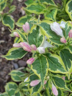 Weigela White Lightning 003