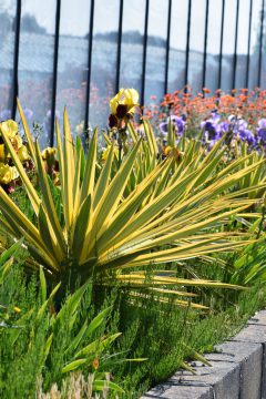 Yucca Bright Star-001