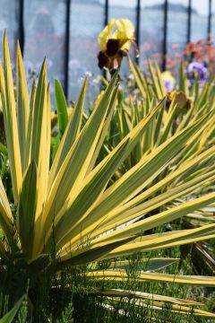 Yucca Bright Star-002