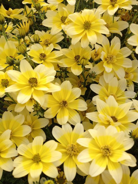 Bidens Cupcake Banana Cream-002