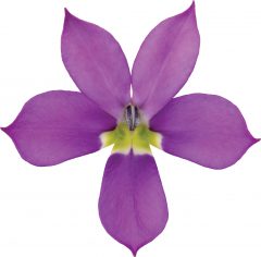 Isotoma Fizz n Pop Glowing Violet-101