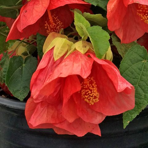 Abutilon Patio Lantern Passion-001