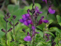 Salvia Vibe Ignition Purple 001