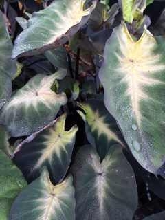 Colocasia-Royal-Hawaiian-Tropical-Storm-001