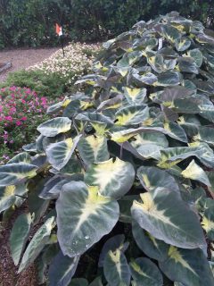 Colocasia-Royal-Hawaiian-Tropical-Storm-002