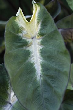 Colocasia Royal Hawaiian Tropical Storm-006