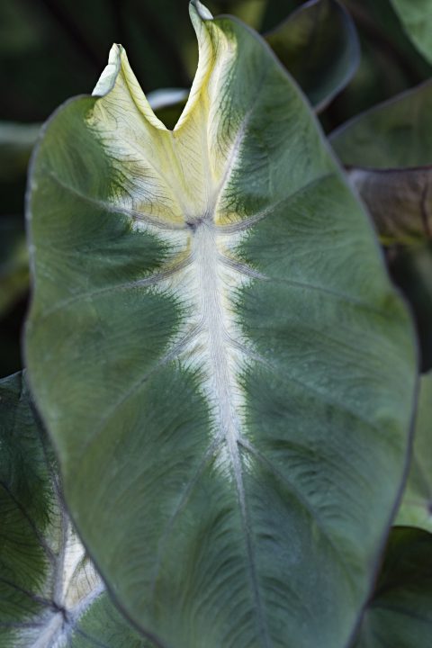 Colocasia Royal Hawaiian Tropical Storm-006