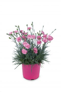 Dianthus Pinball Wizard-101