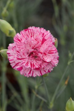Dianthus Pinball Wizard 16.902-001