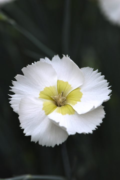 Dianthus American Pie Key Lime Pie-001