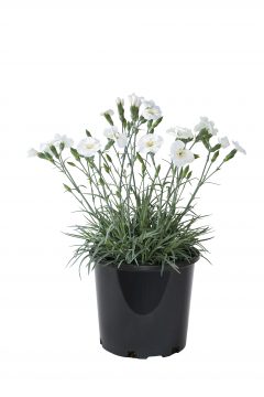 Dianthus American Pie Key Lime Pie-099-201