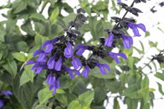 Salvia Bodacious Rhythm & Blues-001